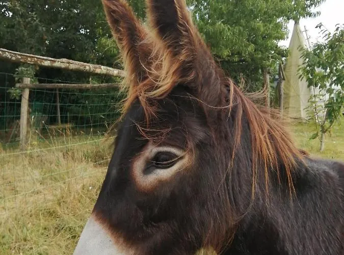 La Motelle N 5 3* Les Ulmes